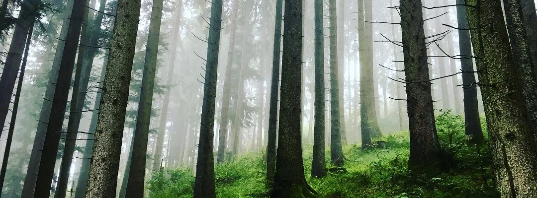 wald